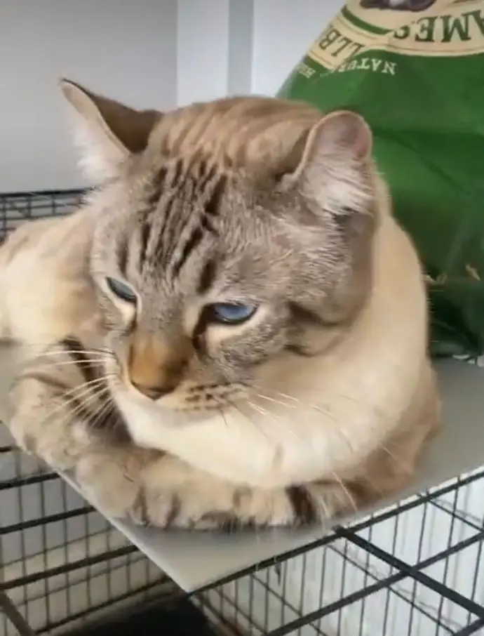 Keetso king cat