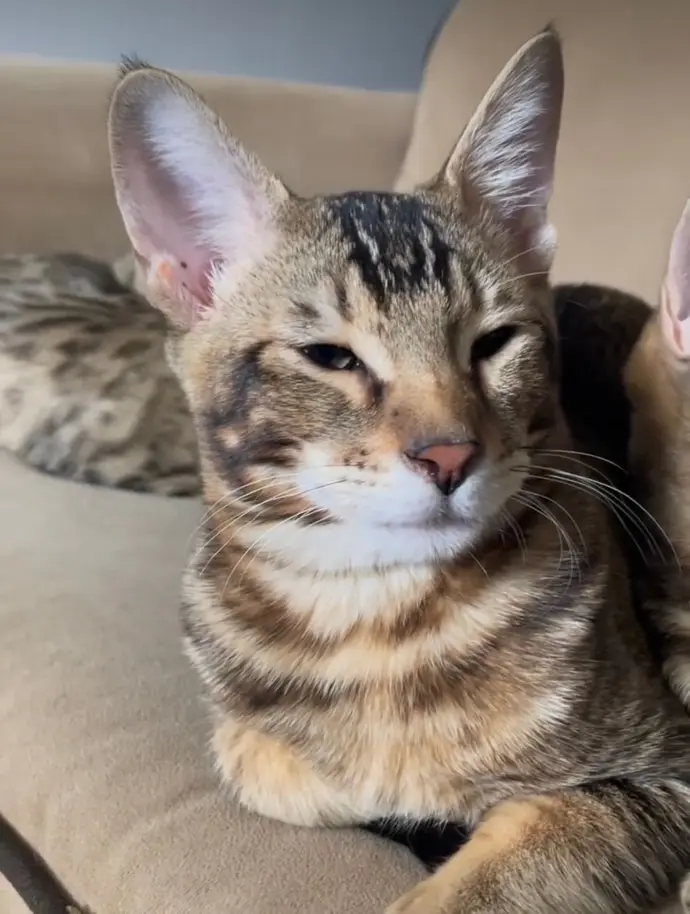 keetso king cat