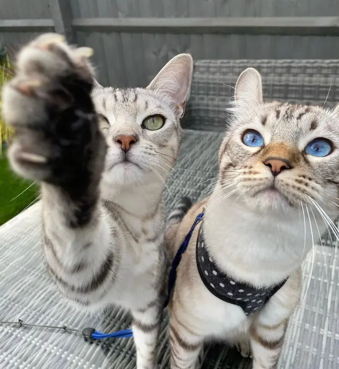 keetso cats - king and queen