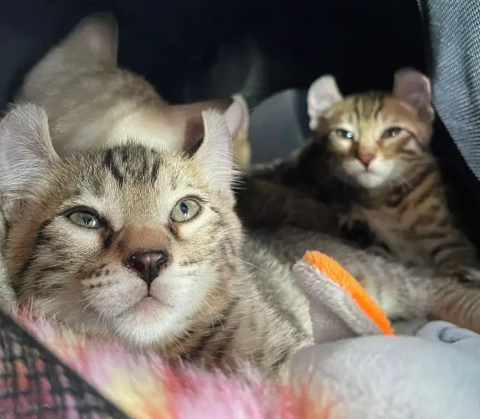 keetsomajesty gallery - King Cat and kitten