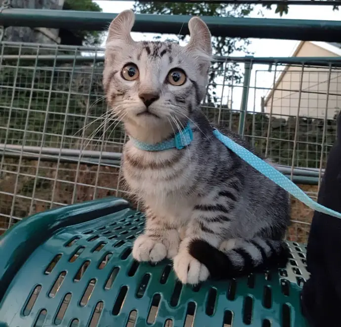 keetsomajesty gallery - kitten