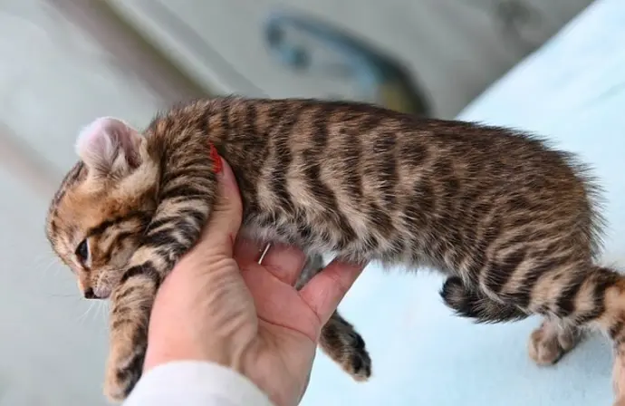keetsomajesty gallery - baby kitten