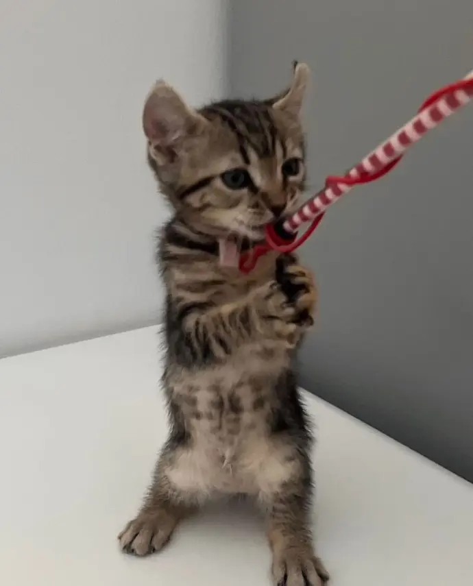 keetsomajesty gallery - standing kitten