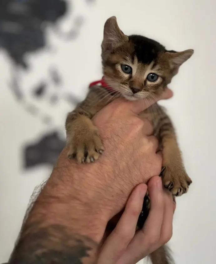 keetsomajesty gallery - kitten1