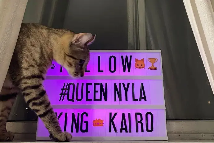keetsomajesty gallery - Cat queen Nyla