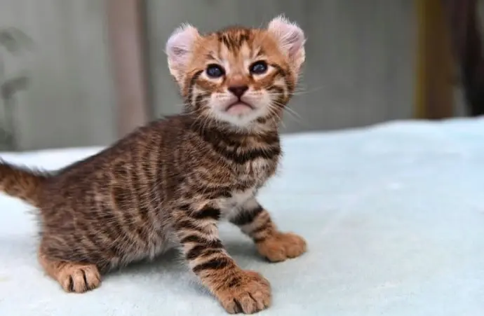 keetsomajesty gallery - baby kitten1