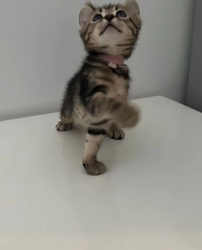 keetsomajesty gallery - kitten