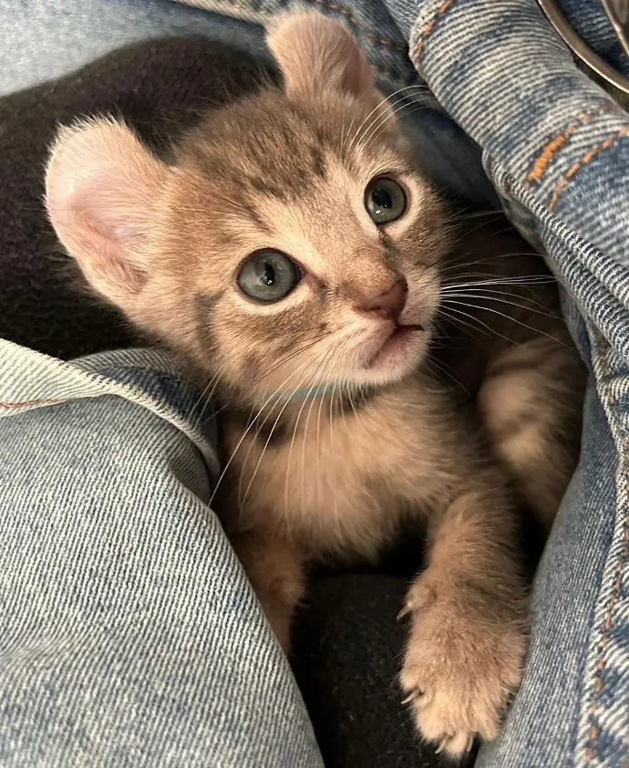 keetsomajesty gallery - kitten on lap